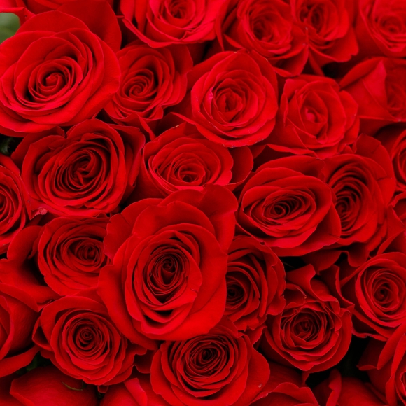 Букет из 15 роз 100 см (Эквадор)