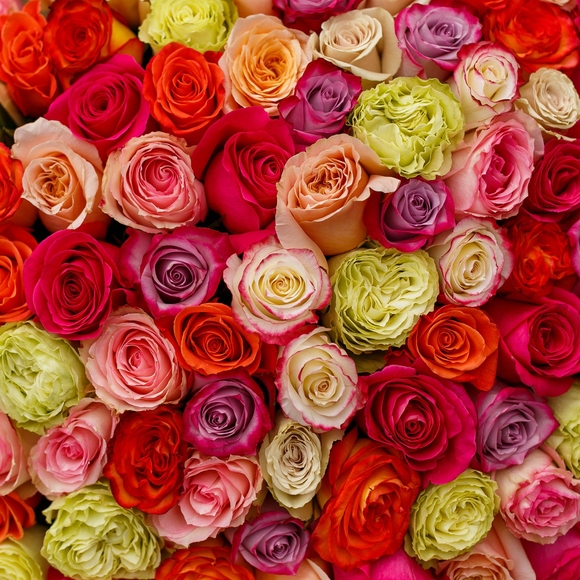 Букет из 101 розы микс 70 см (Эквадор)