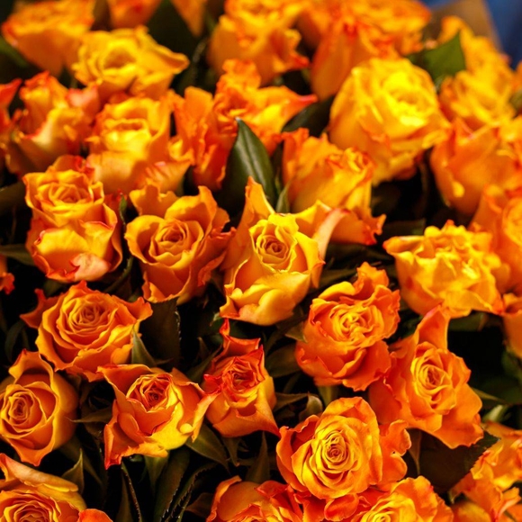 Роза оранжевая 50 см (Кения) поштучно