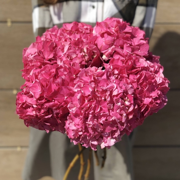 Гортензия розовая поштучно