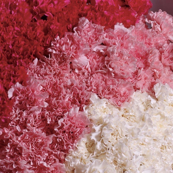 Букет из 101 гвоздики (диантусов) градиент