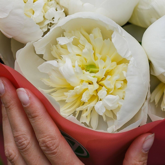 Пионы белые поштучно (Голландия)