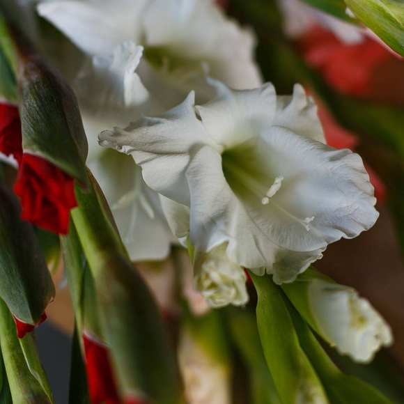 Букет из 11 гладиолусов микс (Голландия)