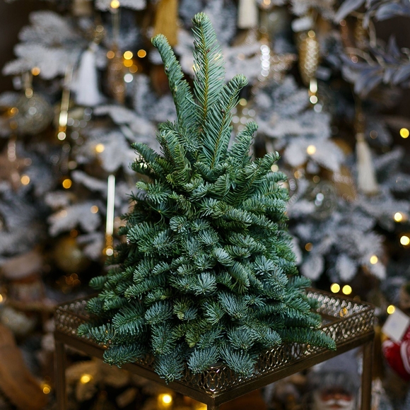 Новогодняя елочка без украшений - L