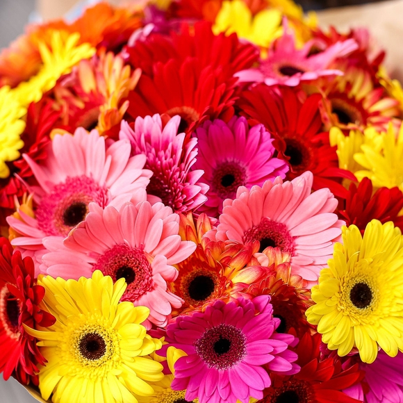 Букет из 51 гербер микс