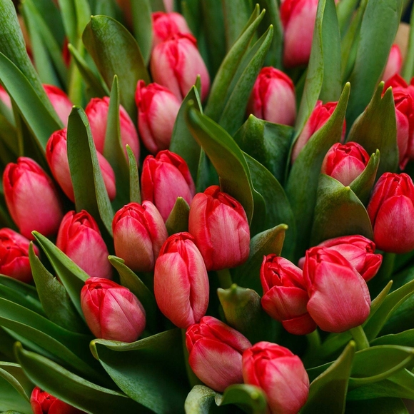 Тюльпаны красные поштучно