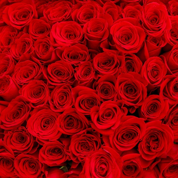 Букет из 101 роз 100 см (Эквадор)