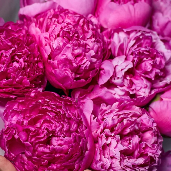 Пионы малиновые (Россия) поштучно