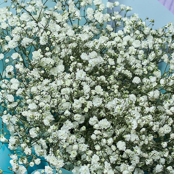 Гипсофила белая поштучно