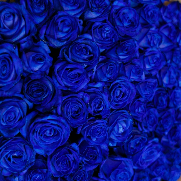 Букет из 101 синей розы 70 см (Эквадор)
