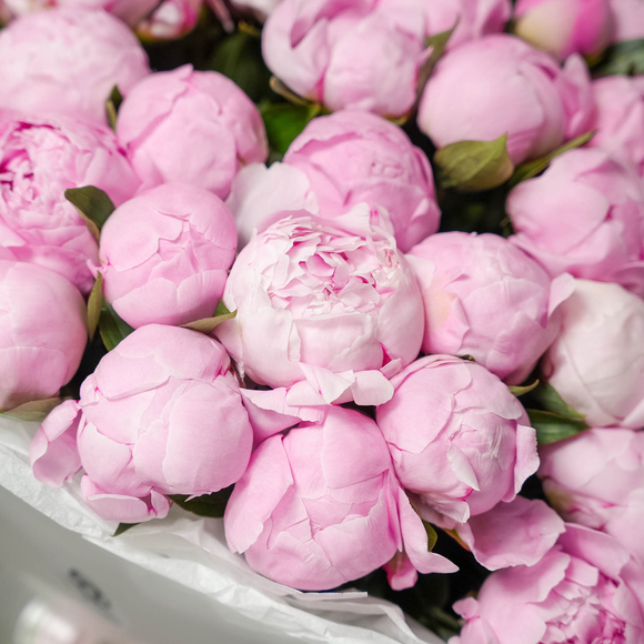 Набор размер XL с букетом из 51 розового пиона (Россия) в корейской матовой пленке