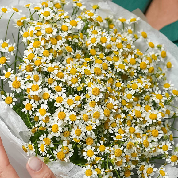 Букет из 15 ромашек матрикарий в корейской матовой пленке