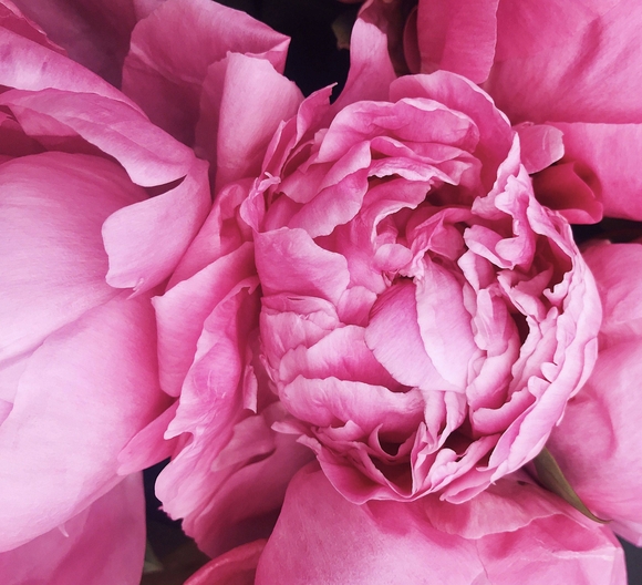 Букет из 15 пионов микс (Голландия)