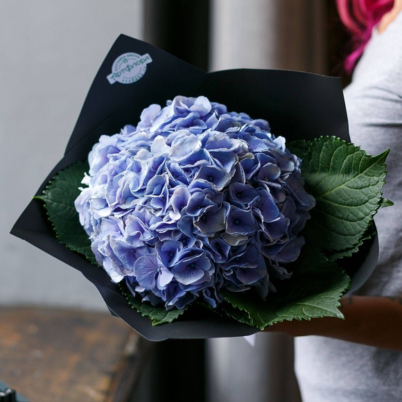 Букет из 1 голубой гортензии
