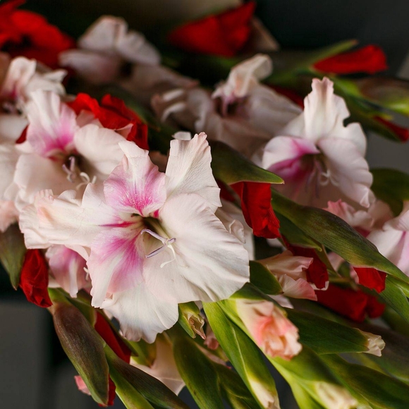 Гладиолус микс поштучно