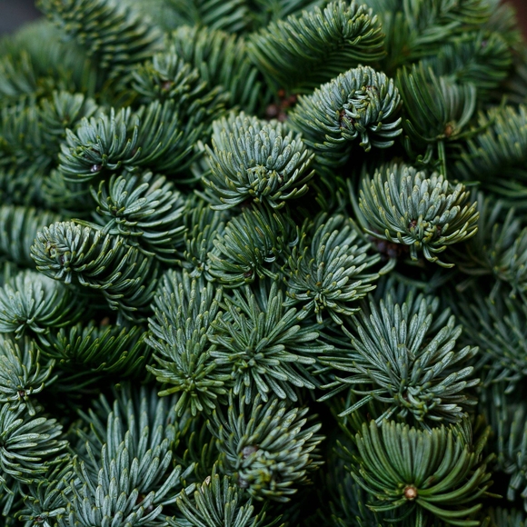 Новогодняя елочка из нобилиса - S