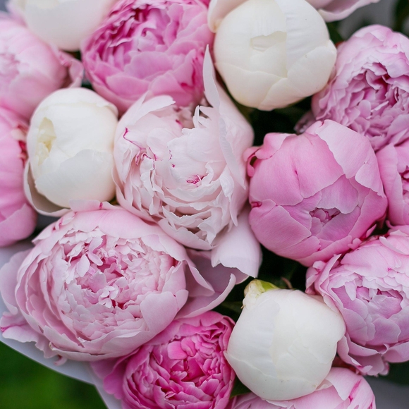 Букет из 25 пионов микс (Голландия)