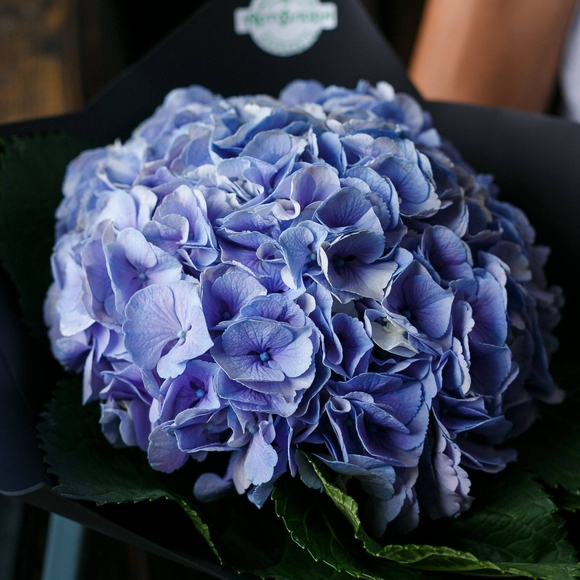 Букет из 1 голубой гортензии