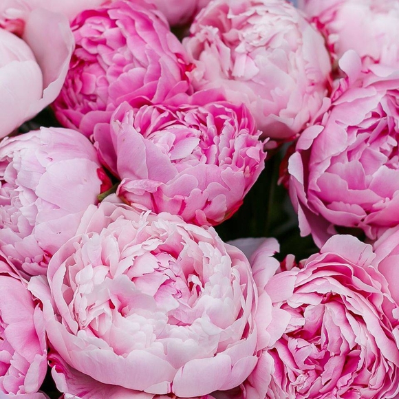 Пионы розовые поштучно (Голландия)