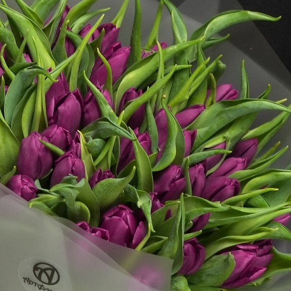 Букет из 51 фиолетового тюльпана (Голландия) в корейской упаковке