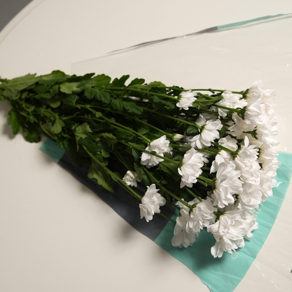 Пачка белой кустовой хризантемы Бакарди (ромашка)