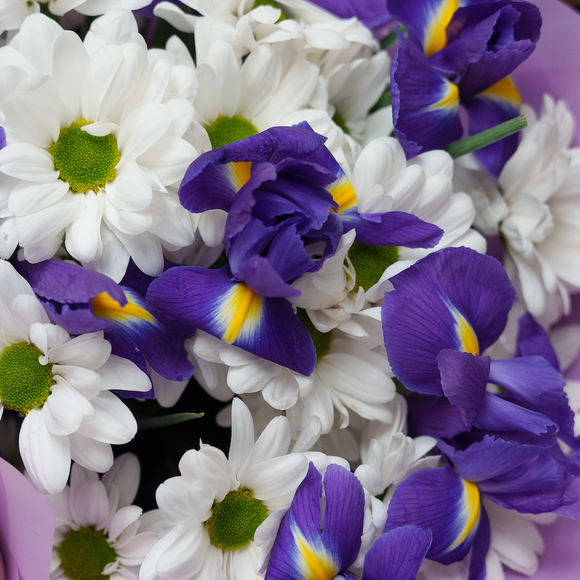 Букет из синих ирисов и кустовых хризантем Бакарди - М