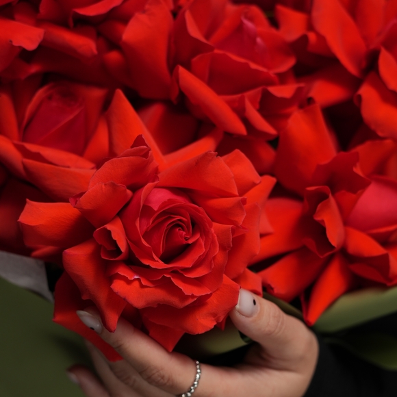 Роза французская алая 50 см поштучно