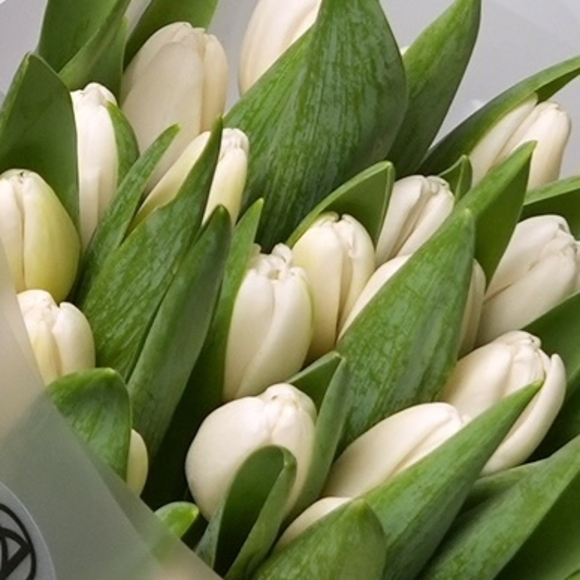 Букет из 35 белых тюльпанов (Голландия) в корейской матовой упаковке