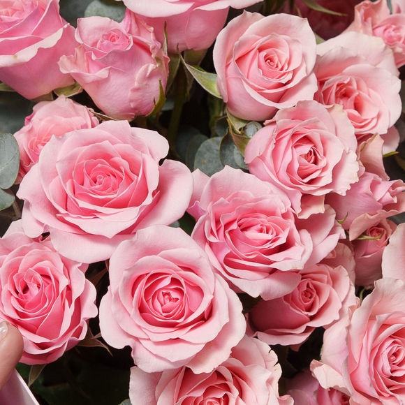 Роза кустовая розовая поштучно