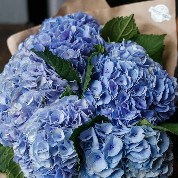 Букет из 5 голубых гортензий