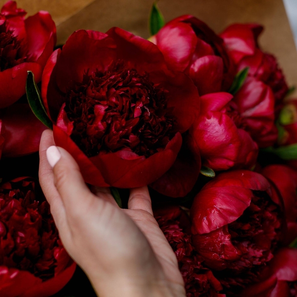 Пионы бордовые поштучно