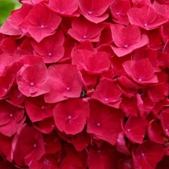 Гортензия красная поштучно