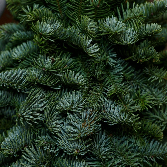 Новогодняя елочка без украшений - M