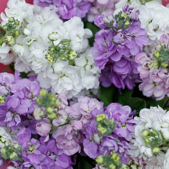 Маттиола микс поштучно