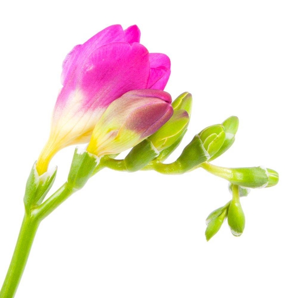 Фрезия поштучно ( Цвета в ассортименте )