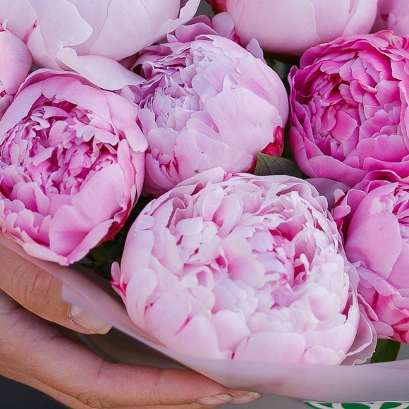 Пионы розовые поштучно (Голландия)