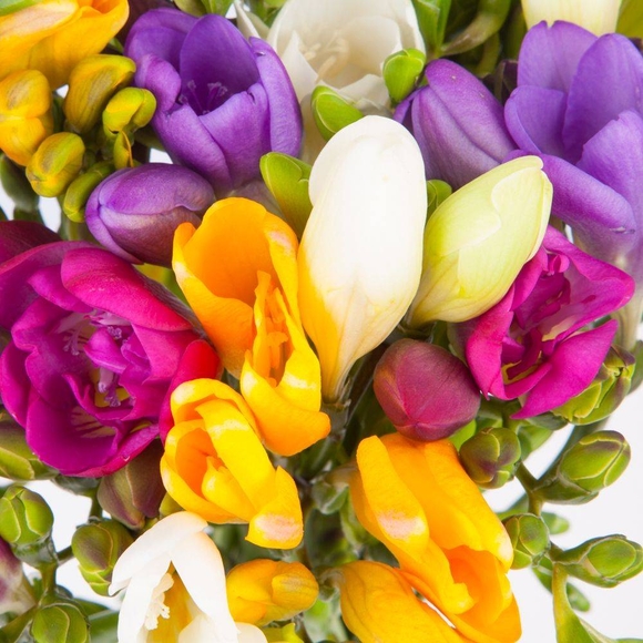 Фрезия поштучно ( Цвета в ассортименте )