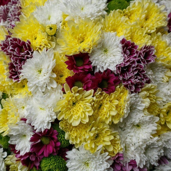 Хризантема кустовая микс поштучно