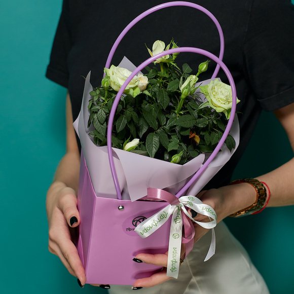 Роза Кордана в цветочной сумочке белая