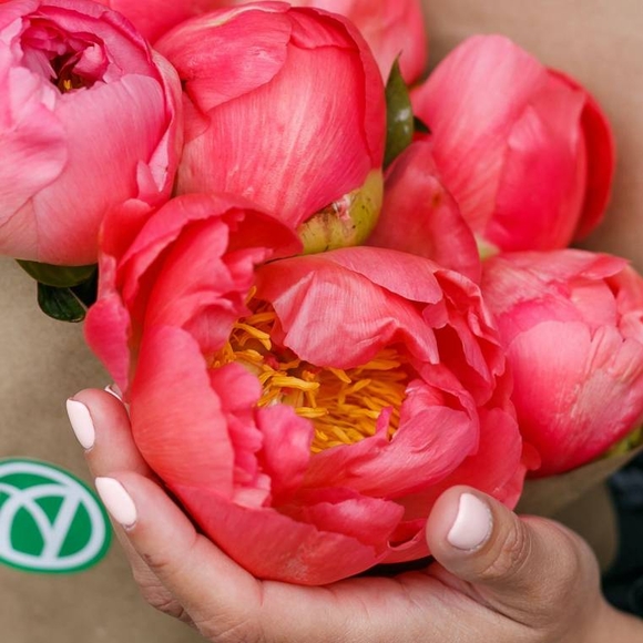 Пионы коралловые поштучно (Голландия)