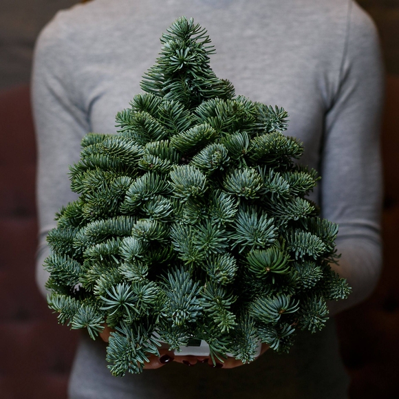 Новогодняя елочка из нобилиса - S