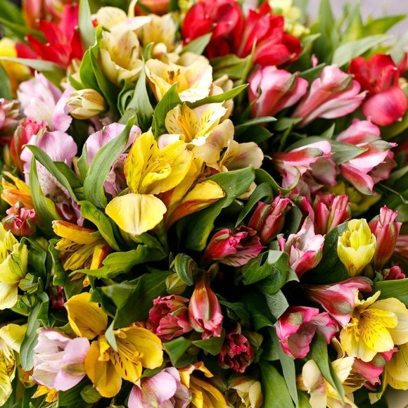 Альстромерия микс поштучно