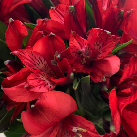 Альстромерия красная поштучно