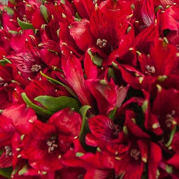 Альстромерия красная поштучно