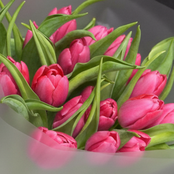 Букет из 15 малиновых тюльпанов (Голландия) в корейской матовой упаковке