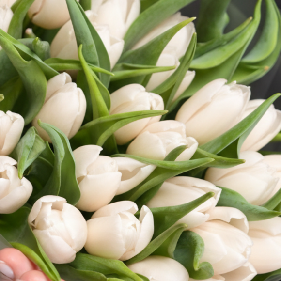 Букет из 15 белых тюльпанов (Голландия) в корейской матовой упаковке