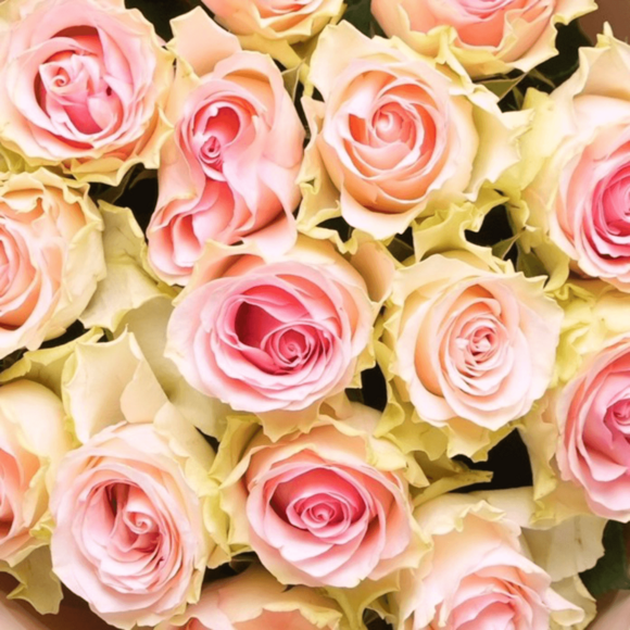 Букет из 15 светло-розовых роз Кения (50 см) в корейской упаковке