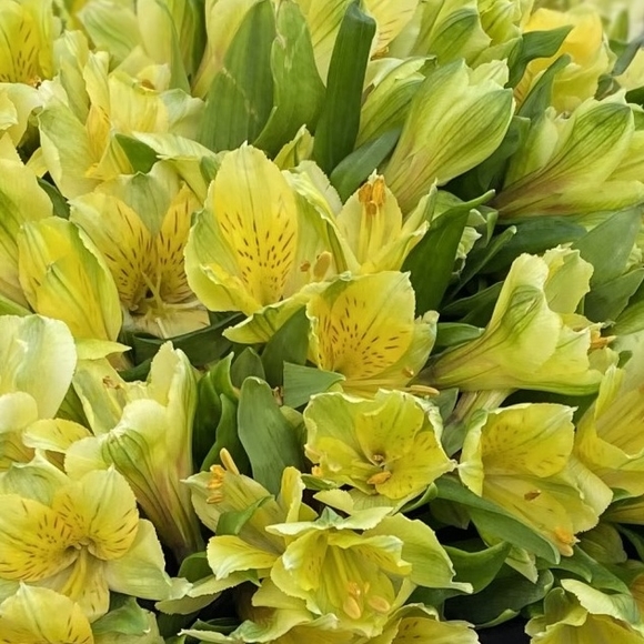 Альстромерия желтая поштучно