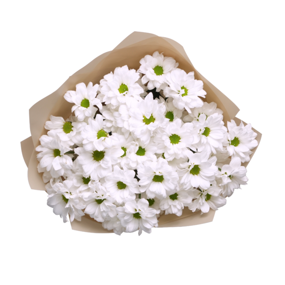 Букет из 5 белых кустовых хризантем ромашка (Бакарди) в корейской упаковке