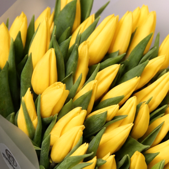 Букет из 51 желтого тюльпана (Голландия) в корейской матовой упаковке